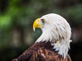 Eye of the Eagle
