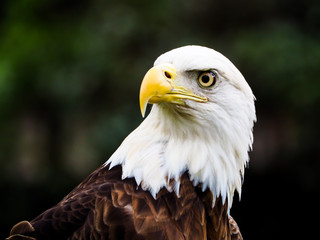 American Bald Eagle Staring