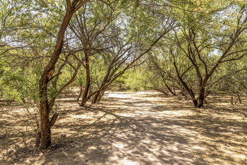 Shade trees along a hiking trail