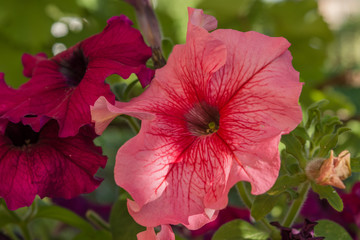 Petunias on blurred garden background