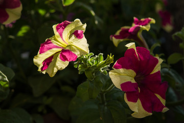 Petunias on blurred garden background