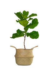 Potted Ficus Larata or Fiddle Leaf Fig Tree Isolated on White Background.