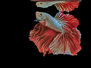 Siamese fighting fish, red fish, black background Betta splendens, Betta Fish, Halfmoon Betta.