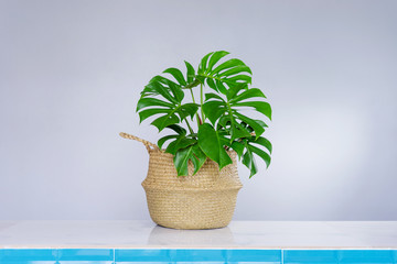 Philodendron in wicker baskets on gray wall.