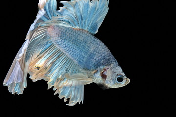 Siamese fighting fish fight blue fish, Betta splendens, Betta fish, Halfmoon Betta.