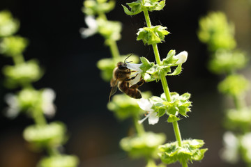 pszczoła zbierająca pyłek z bazylii