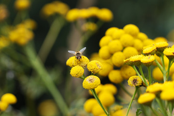 pszczoła i owady zbierające pyłek © katherine_gee