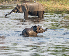 Baby Elephants In A River