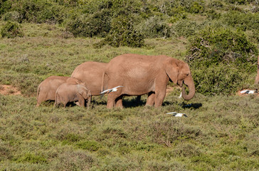 Fototapeta premium Mother and baby Elephants
