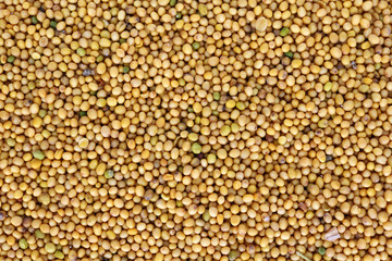 Mustard plant small round yellow seeds  macro background