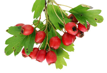Bunch of red real forest hawthorn berries on twigs. Isolated