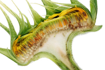 Inner cut half section of summer  unripe small yellow  sunflower. Isolated