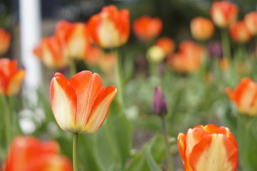 Spring time Tulip at Stanley Park Vancouver BC Canada