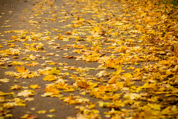 A bunch of autumn leaves swept cleaners to the edge of the asphalt road to the curb, a dull, rainy day.Autumn colorful foliage in red and yellow color.Fall season concept