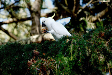 Sulphur Crested Cookatoo