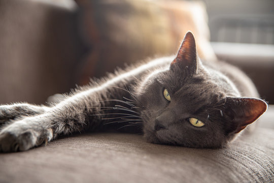 A grey cat stretches out on a sofa enjoying the afternoon sun
