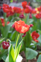 Tulip flower in the garden.