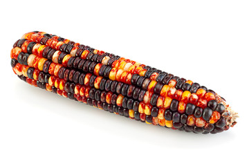 Ornamental corn closeup on white