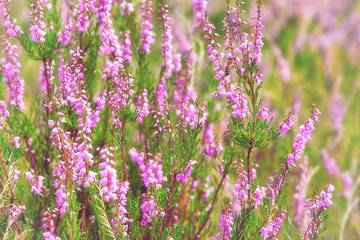 Heather in the meadow, summertime outdoor background
