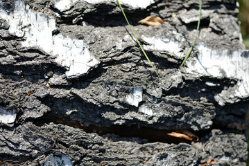 Birch tree bark as background and texture