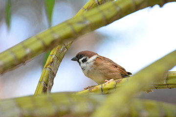 A cute sparrow 