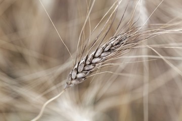 Head of Khorasan wheat or Oriental wheat (Triticum turgidum ssp. turanicum)