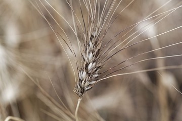 Head of Khorasan wheat or Oriental wheat (Triticum turgidum ssp. turanicum)