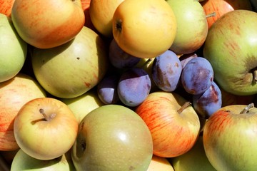 Collection of apples and plums after harvest
