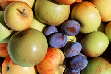 Collection of apples and plums after harvest