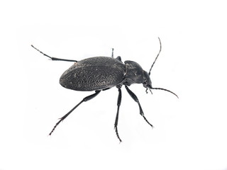 The big black leathery ground beetle Carabus coriaceus isolated on white background