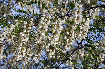 Acacia blossom white