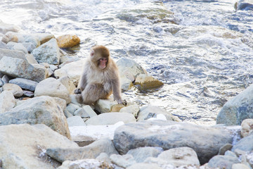 Obraz premium Snow monkeys in Nagano,Japan