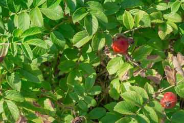 Fototapeta premium Rosehip on branches