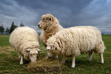 Naklejka premium Three sheep eat lucerne hay to supplement their diet in the winter time on a lifestyle block