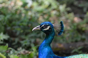 The Beautiful Peacock
