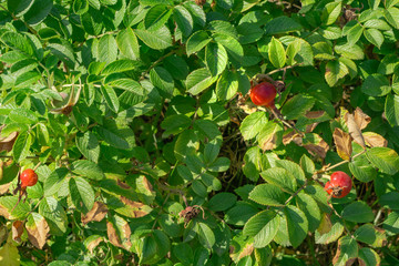 Rosehip on branches