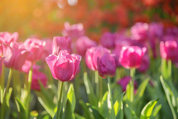 Group of colorful tulip. Pink flower tulip lit by sunlight. Soft selective focus, tulip close up, toning. Bright colorful tulip photo background