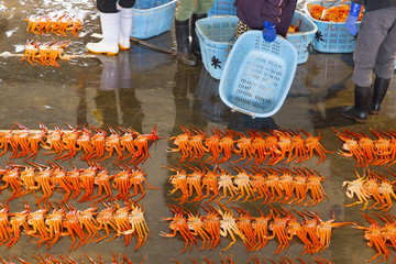 The auction of red snow crab © naoko