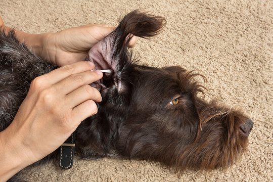 cleanup the ear of dog with cotton swab