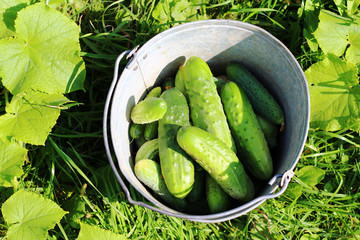 Freshly picked cucumbers bucket of cucumber harvest in the garden, top view.