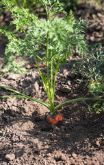 Orange carrot vegetable growing in the garden in the soil