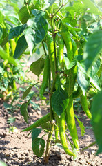 green peppers growing in the garden.