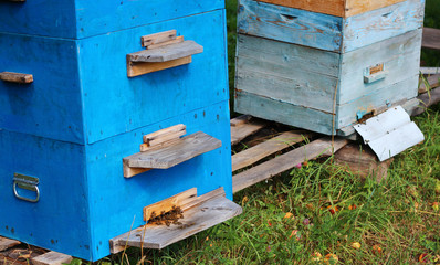 beehive with worker bees in the garden