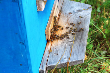 beehive with worker bees in the garden