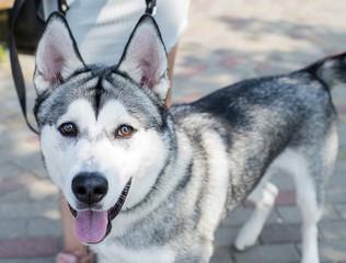 Dog breed Siberian Husky