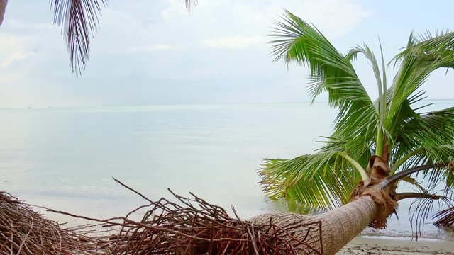 Beautiful scenery with coconut palm lying on sandy beach with leaves washed by sea. Magnificent seascape with fallen exotic tree on seashore against swashing water and horizon line on background.