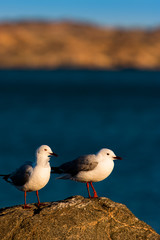Hartlaub's Gull