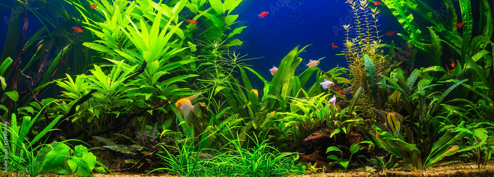Wall mural a green beautiful planted tropical freshwater aquarium with fishes - Wall murals