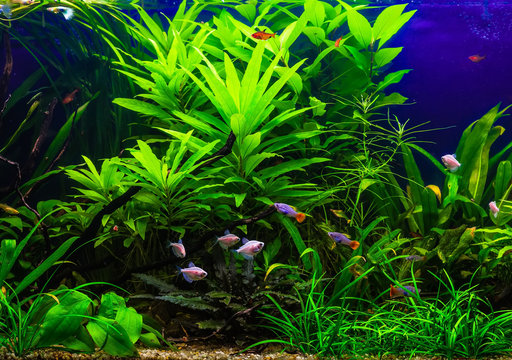 A green beautiful planted tropical freshwater aquarium with fishes