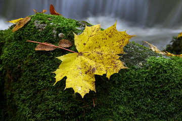 Maple leaf on boulder covered with moss